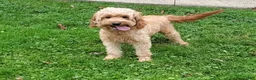 Mini Goldendoodle dogs for sale: Hunter - Ad 10