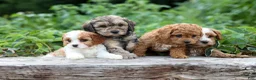 Cavapoo dogs for sale: Viking 🐶 - Ad 18