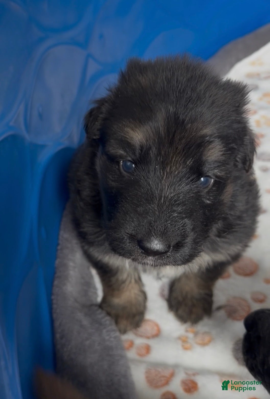 German Shepherd dogs for sale: Sunflower  - Ad 3