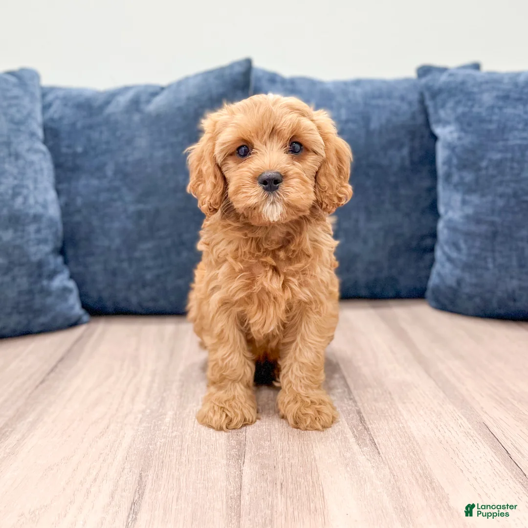 Cavapoo dogs for sale: Bryce - Ad 1