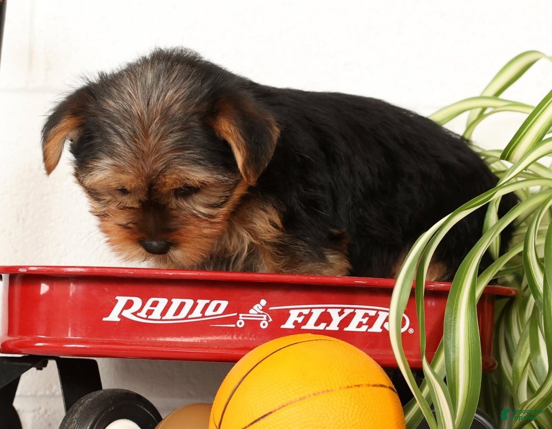 Yorkshire Terrier dogs for sale: Bella - Ad 5