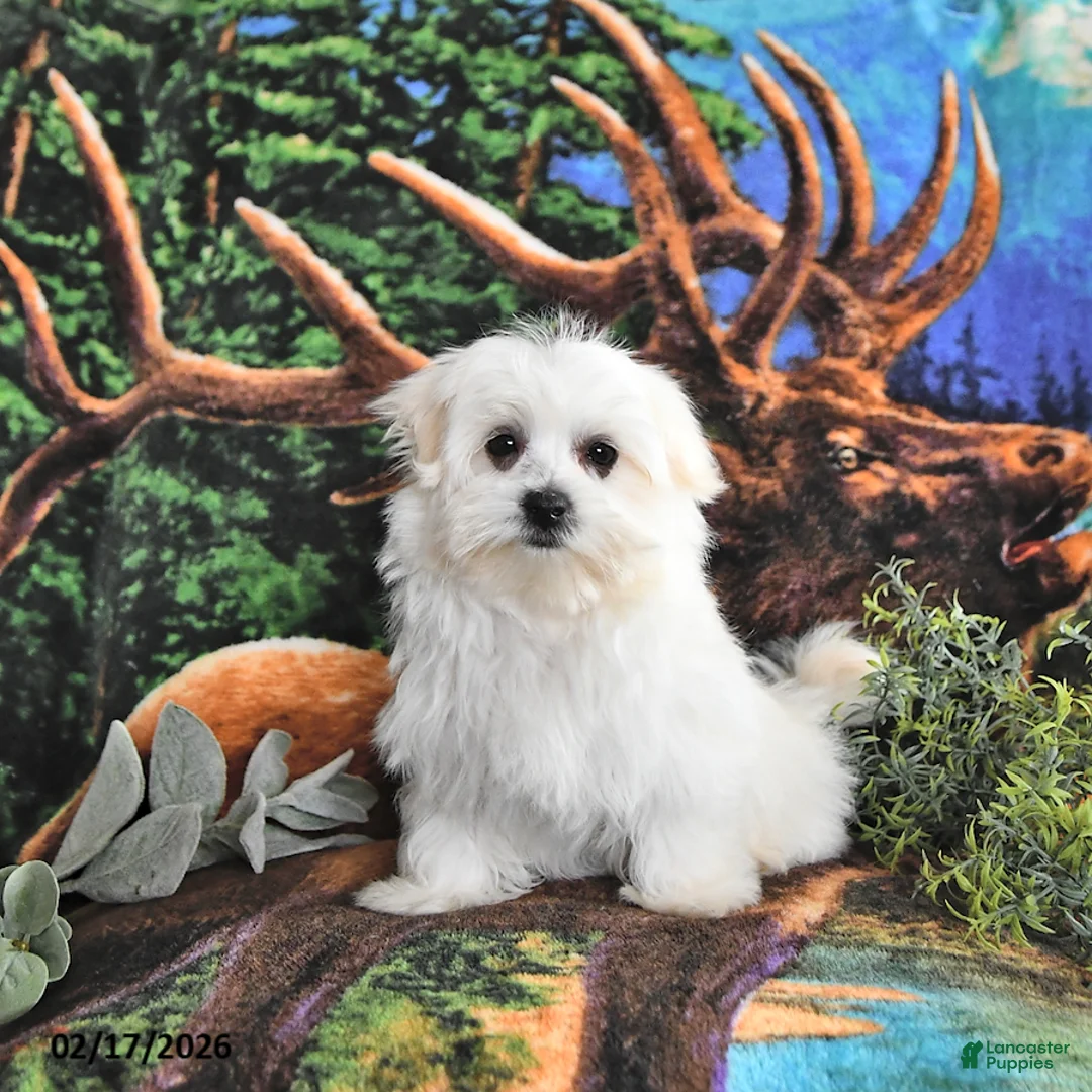 Maltese dogs for sale: Fritz EXTRA SMALL - Ad 1