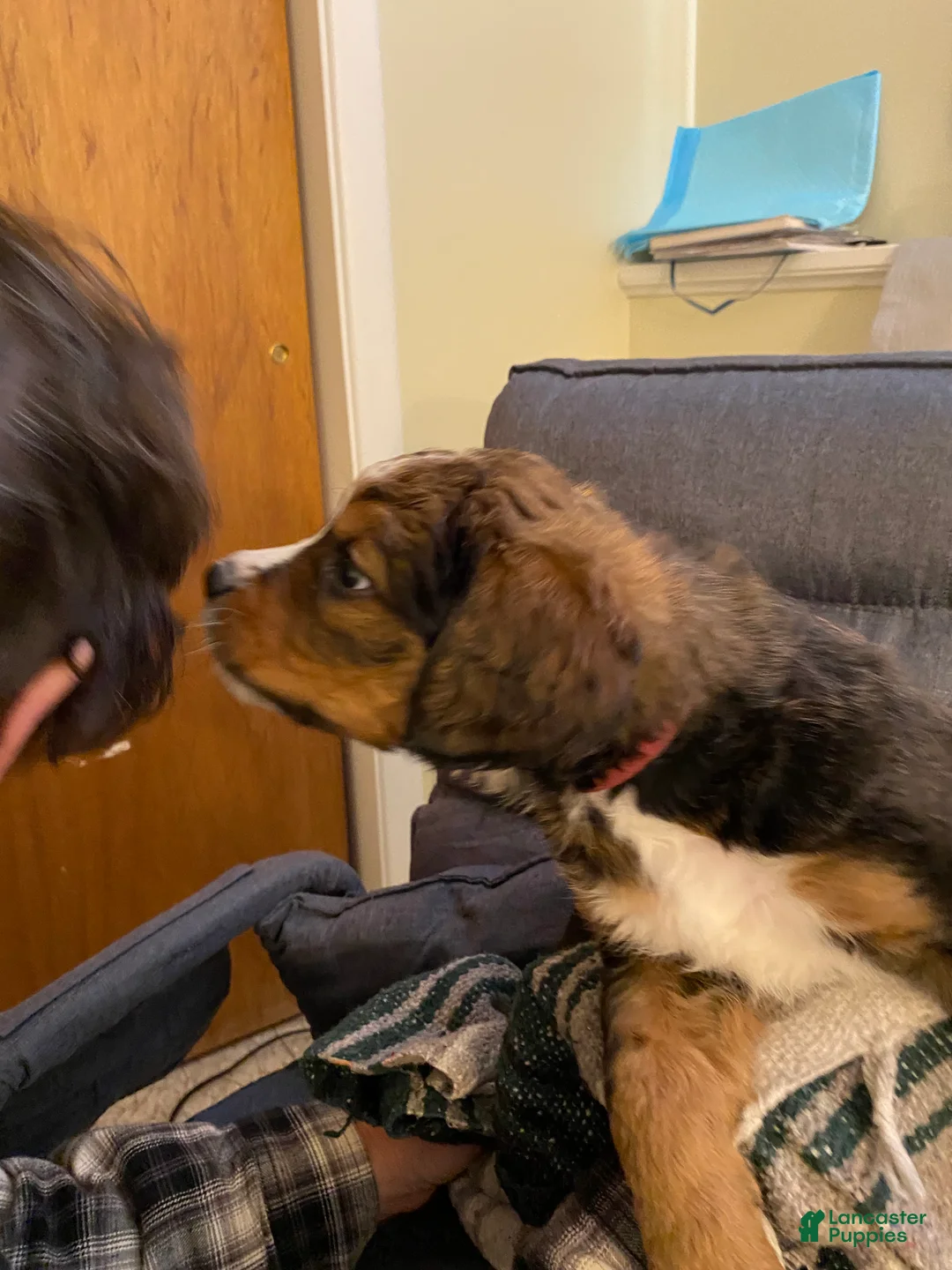 Bernedoodle dogs for sale: Bernedoodle Puppy 5 - Ad 8