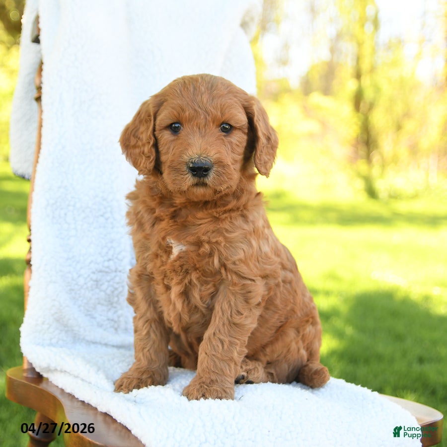 Goldendoodle dogs Charlie - Ad 2