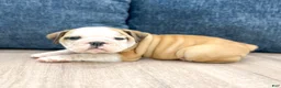Beabull dogs for sale: Callie - Ad 3