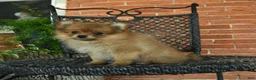Pomeranian dogs for sale: Sweetheart - Ad 2