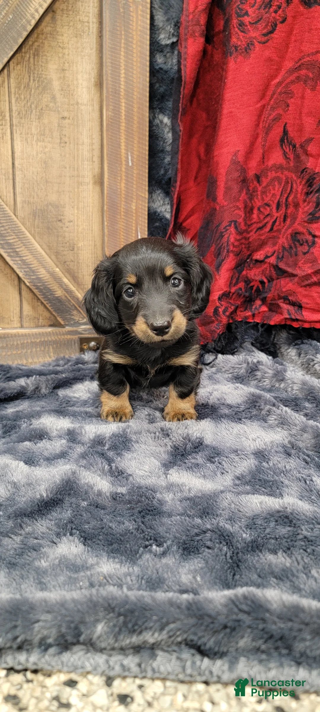 Dachshund dogs for sale: Gritty - Ad 9