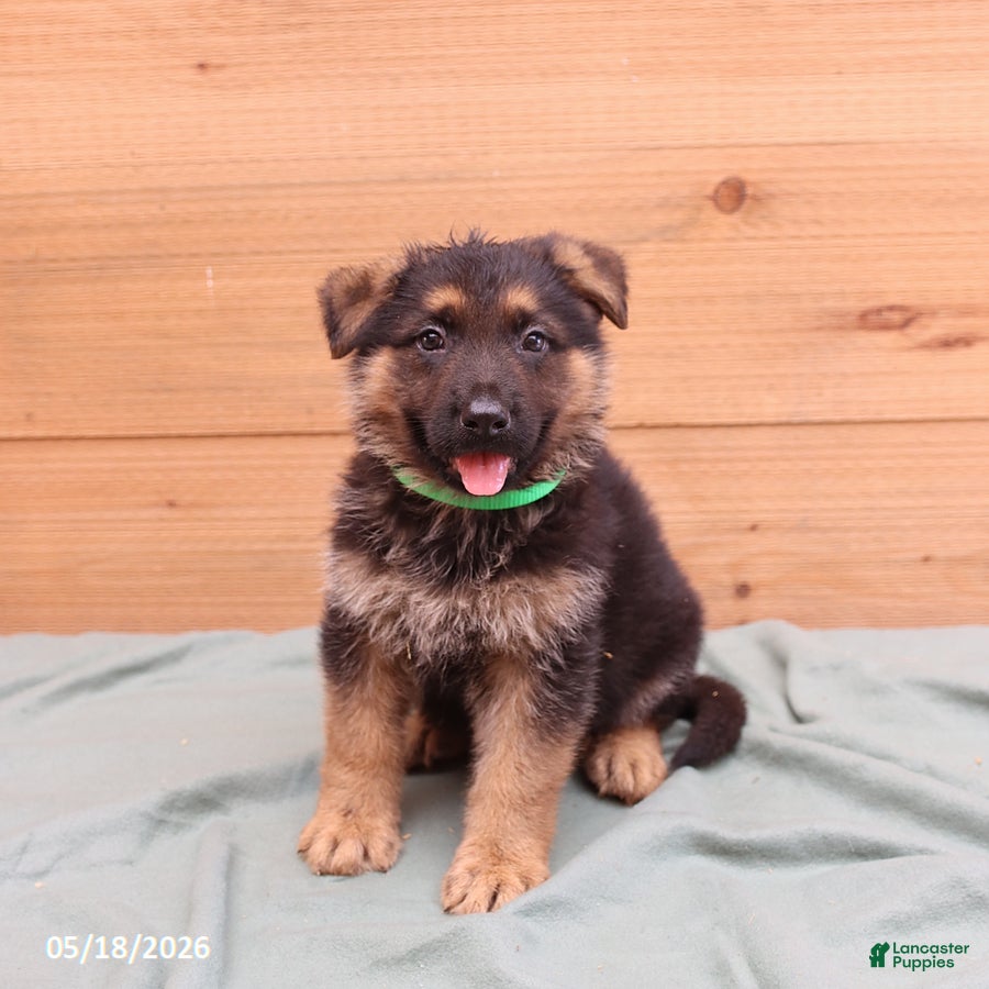 German Shepherd dogs for sale: Gatsby - Ad 3
