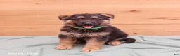 German Shepherd dogs for sale: Gatsby - Ad 1