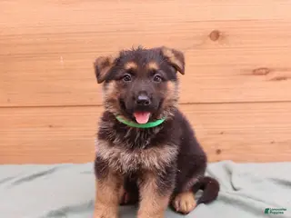 German Shepherd dogs for sale: Gatsby - Ad 3