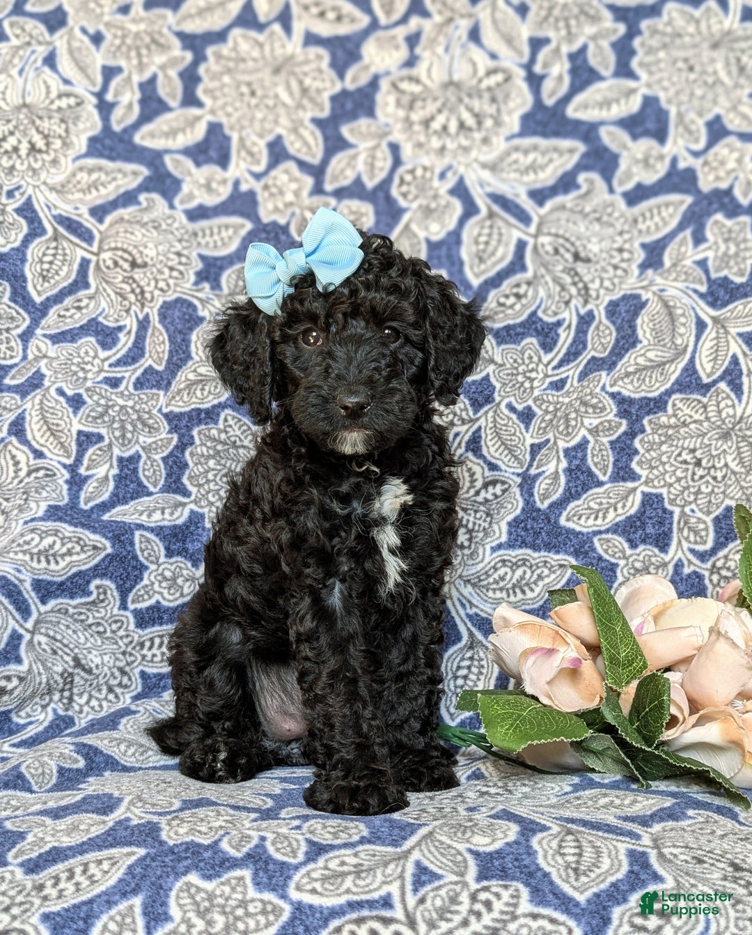 Miniature Poodle dogs for sale: Mable - Ad 13