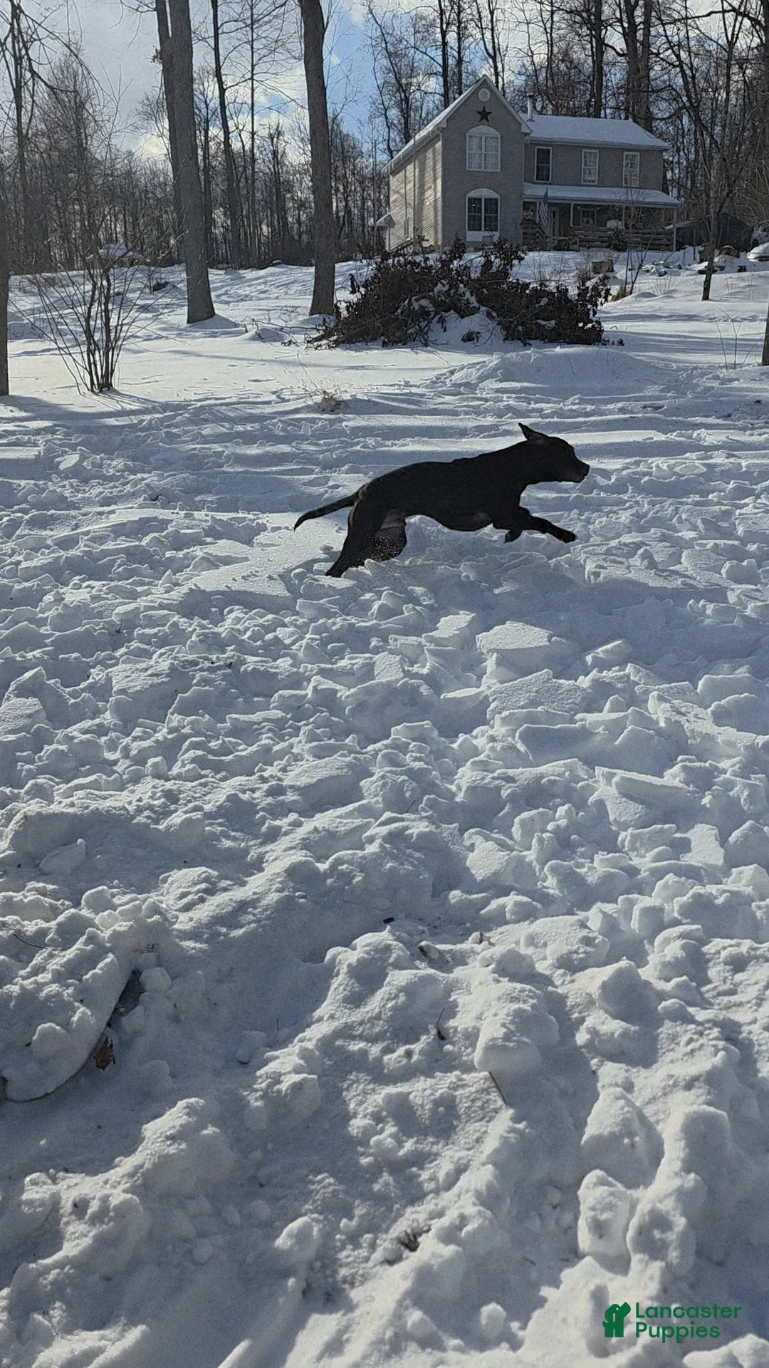 Mixed Breed dogs for sale: Wall•E - Ad 5