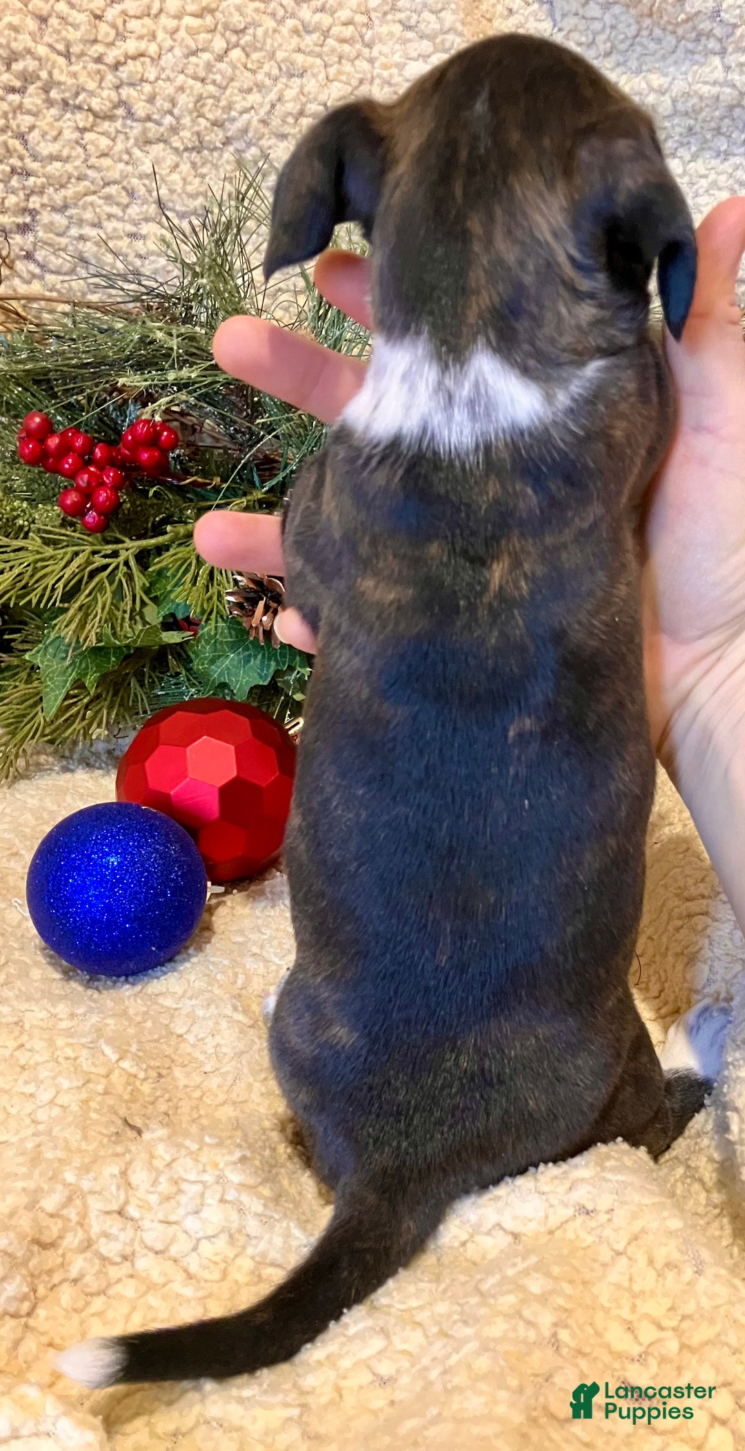 Mixed Breed dogs for sale: Lucy Love Ricardo - Ad 4