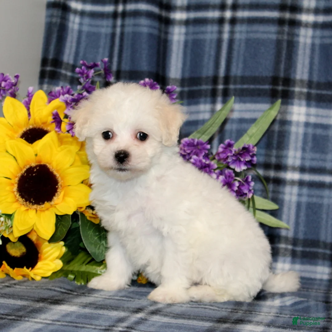 Bichon Frise dogs for sale: Flowers - Ad 2