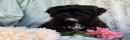 Shihpoo dogs for sale: Dawn - Ad 4
