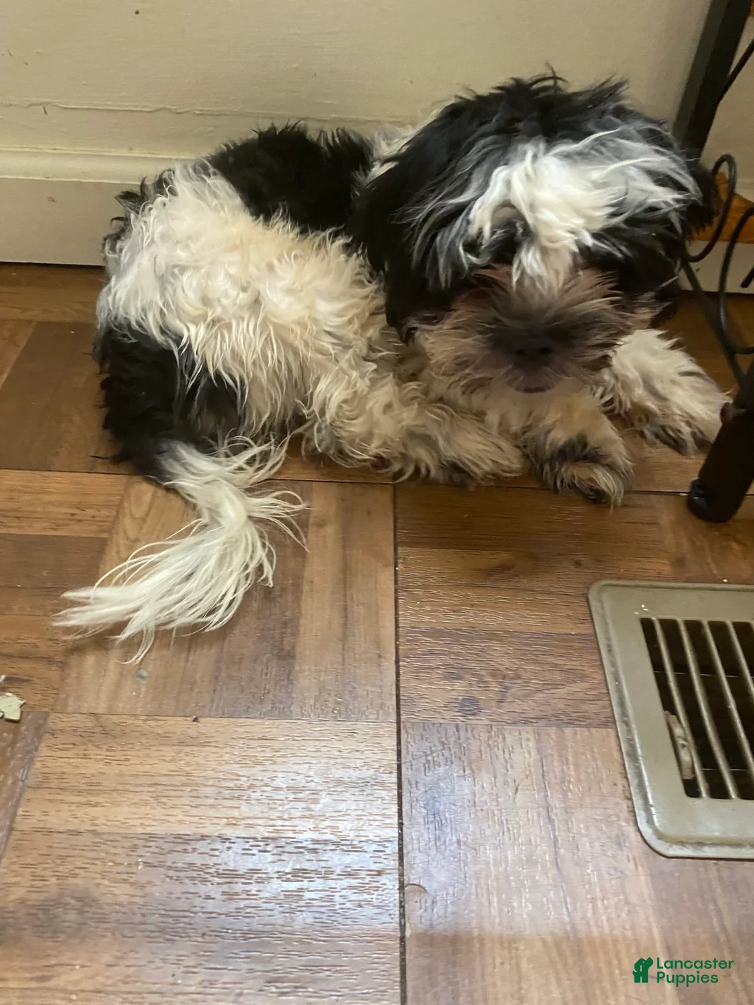 Shihpoo dogs for sale: Sage Jr. - Ad 2