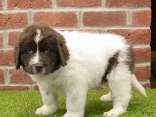 Newfoundland dogs Miles - Ad 39