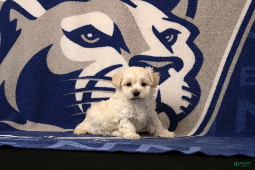 Maltipoo dogs for sale: Immanuel - Ad 4