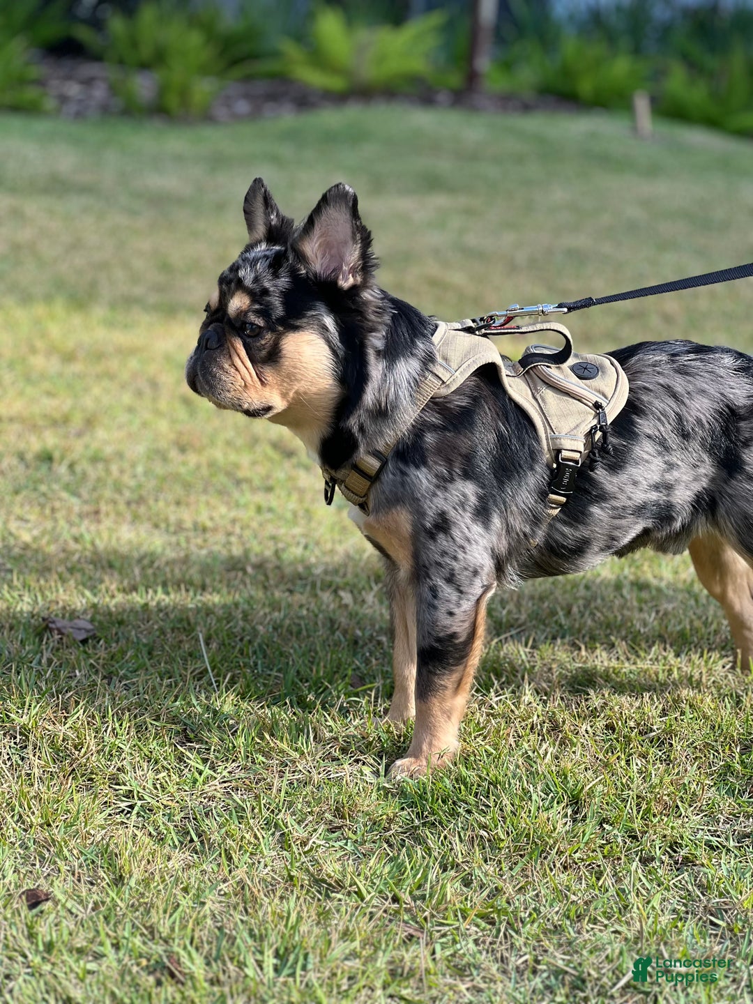 French Bulldog dogs for stud: Theo the Fluffy Frenchie Stud - Ad 5