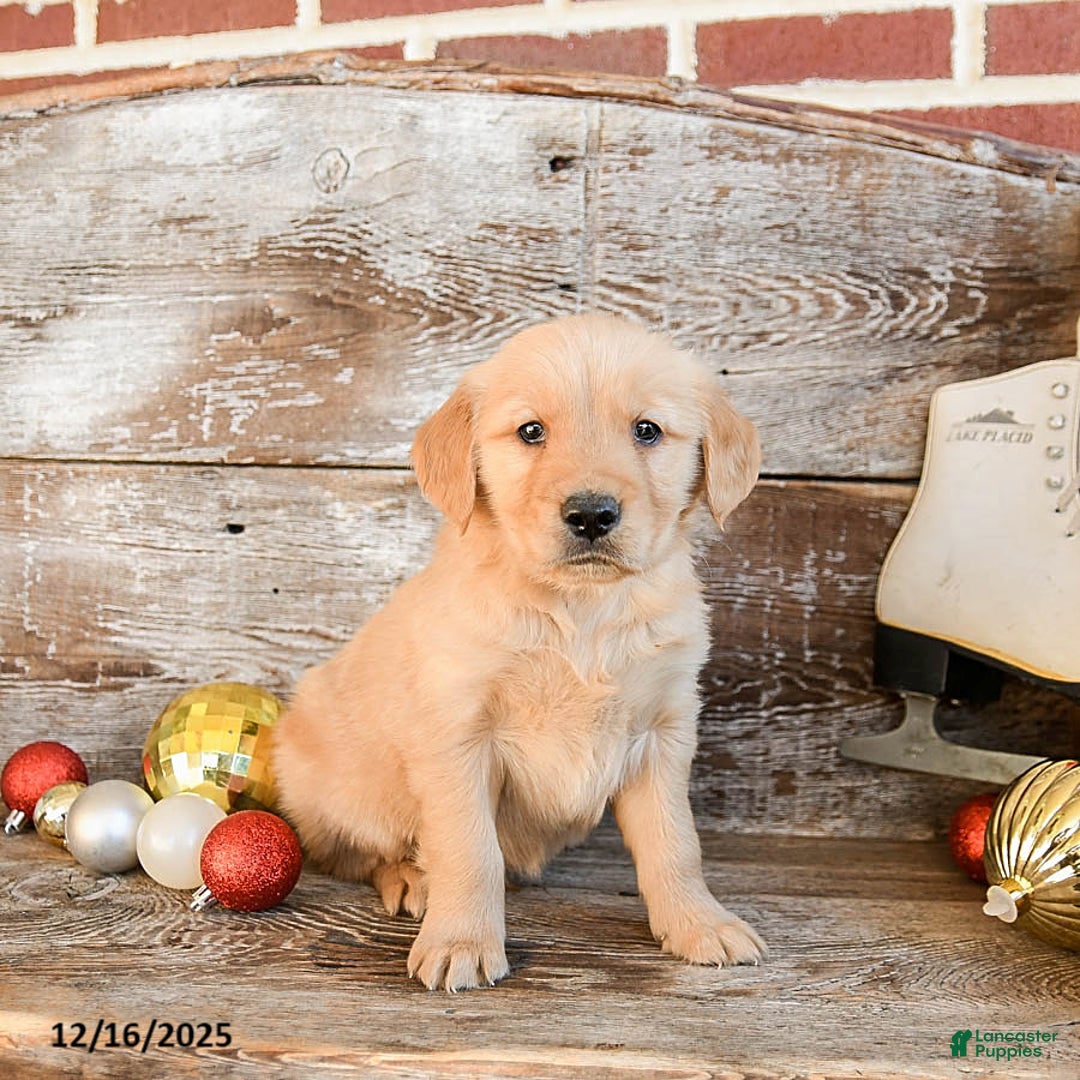 Golden Retriever dogs for sale: Rio - Ad 2