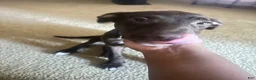 Mixed Breed dogs for sale: Mixed Breed 1 - Ad 4