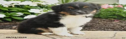 Miniature Australian Shepherd dogs for sale: Peggy - Ad 3