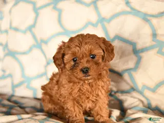 Cockapoo dogs Molly - Ad 42