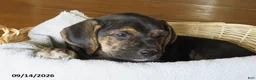 Mixed Breed dogs for sale: Precious - Ad 1