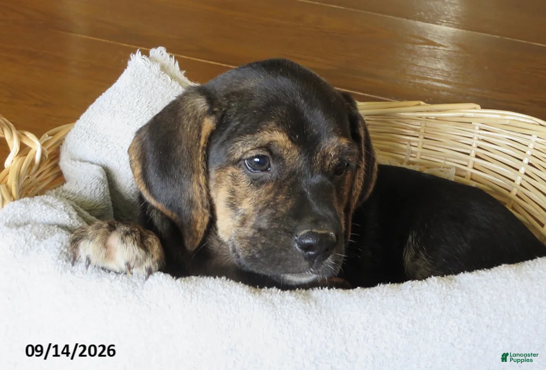 Mixed Breed dogs for sale: Precious - Ad 1