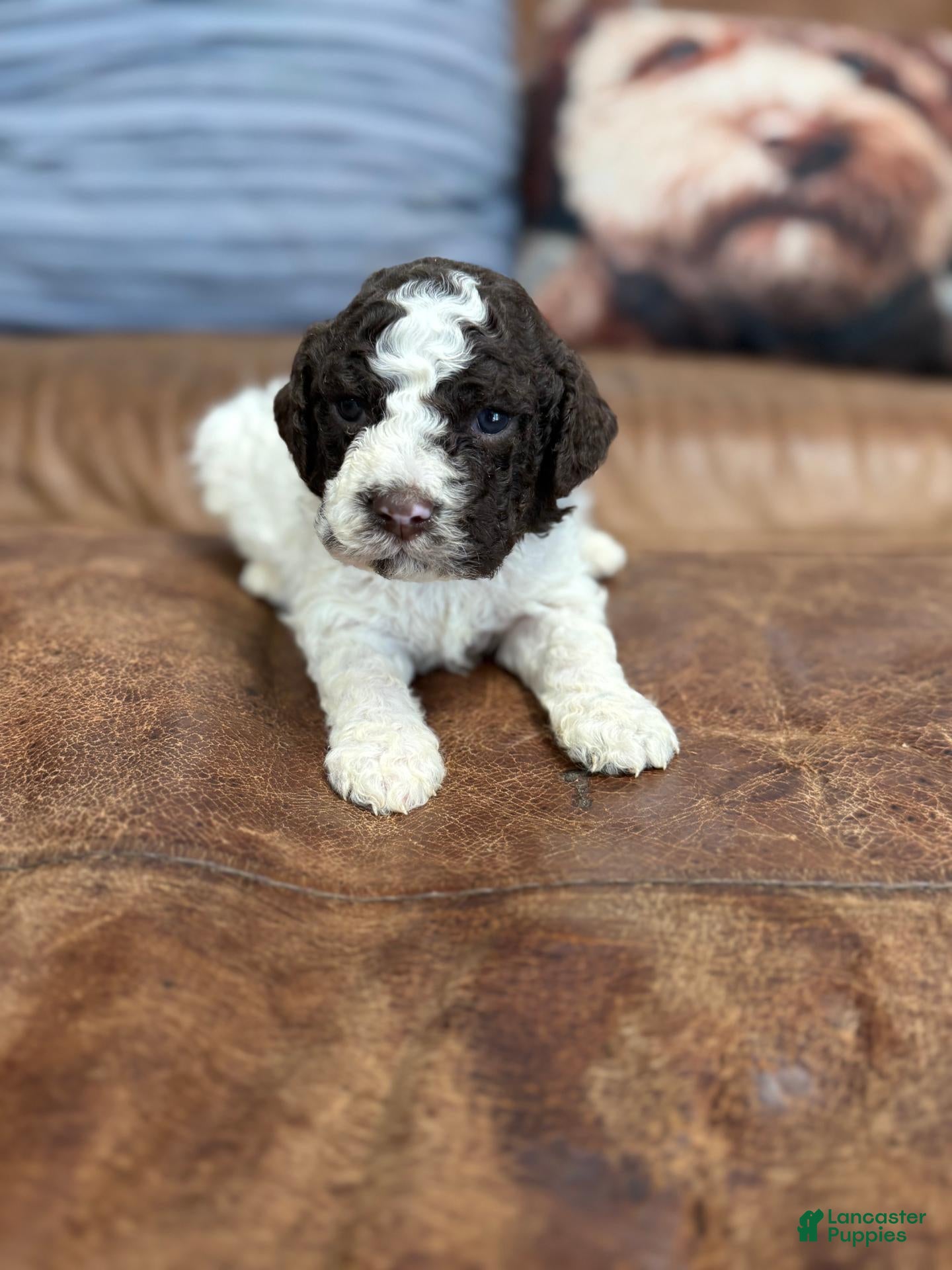 Lagotto Romagnolo (Lagotto Romagnolo, Male) in Muscle Shoals, AL