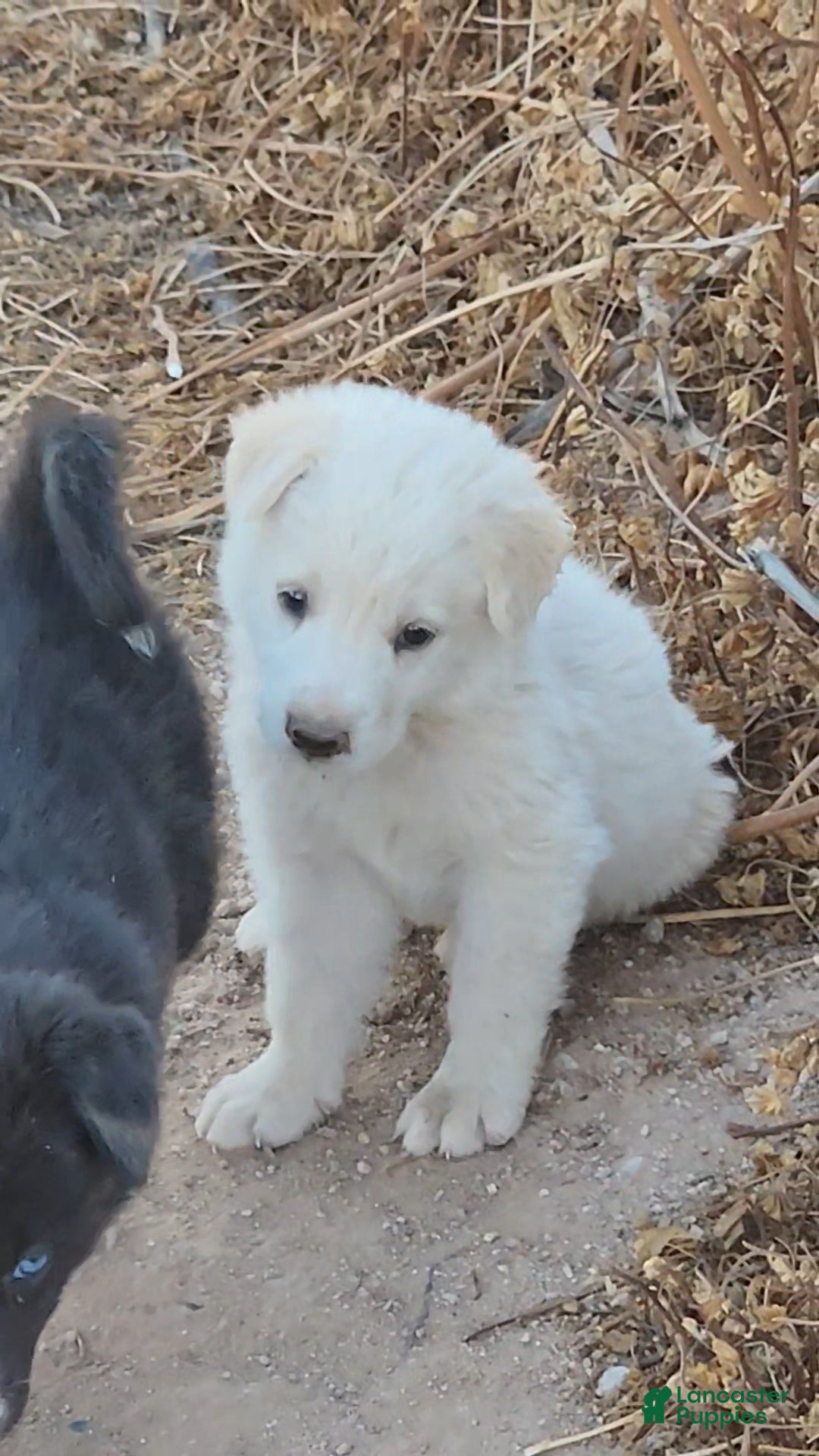 Mixed Breed dogs Mixed Breed Puppy 5 - Ad 13