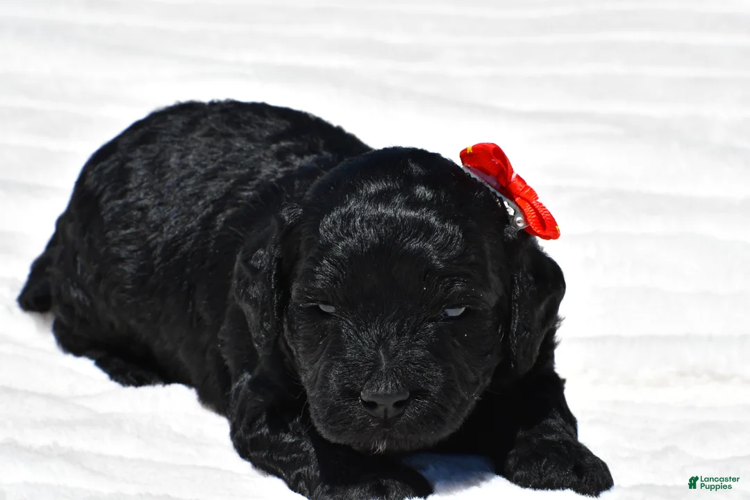 Mini Goldendoodle dogs for sale: Nash - Ad 2