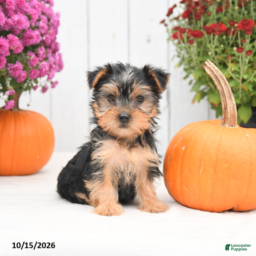 Yorkshire Terrier dogs Heidi - Ad 1