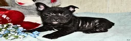 French Bulldog dogs for sale: Hershey - Ad 3