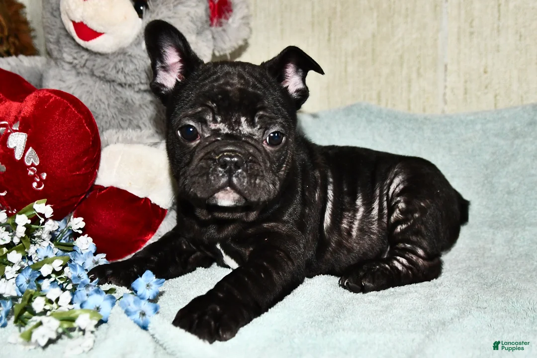 French Bulldog dogs for sale: Hershey - Ad 3
