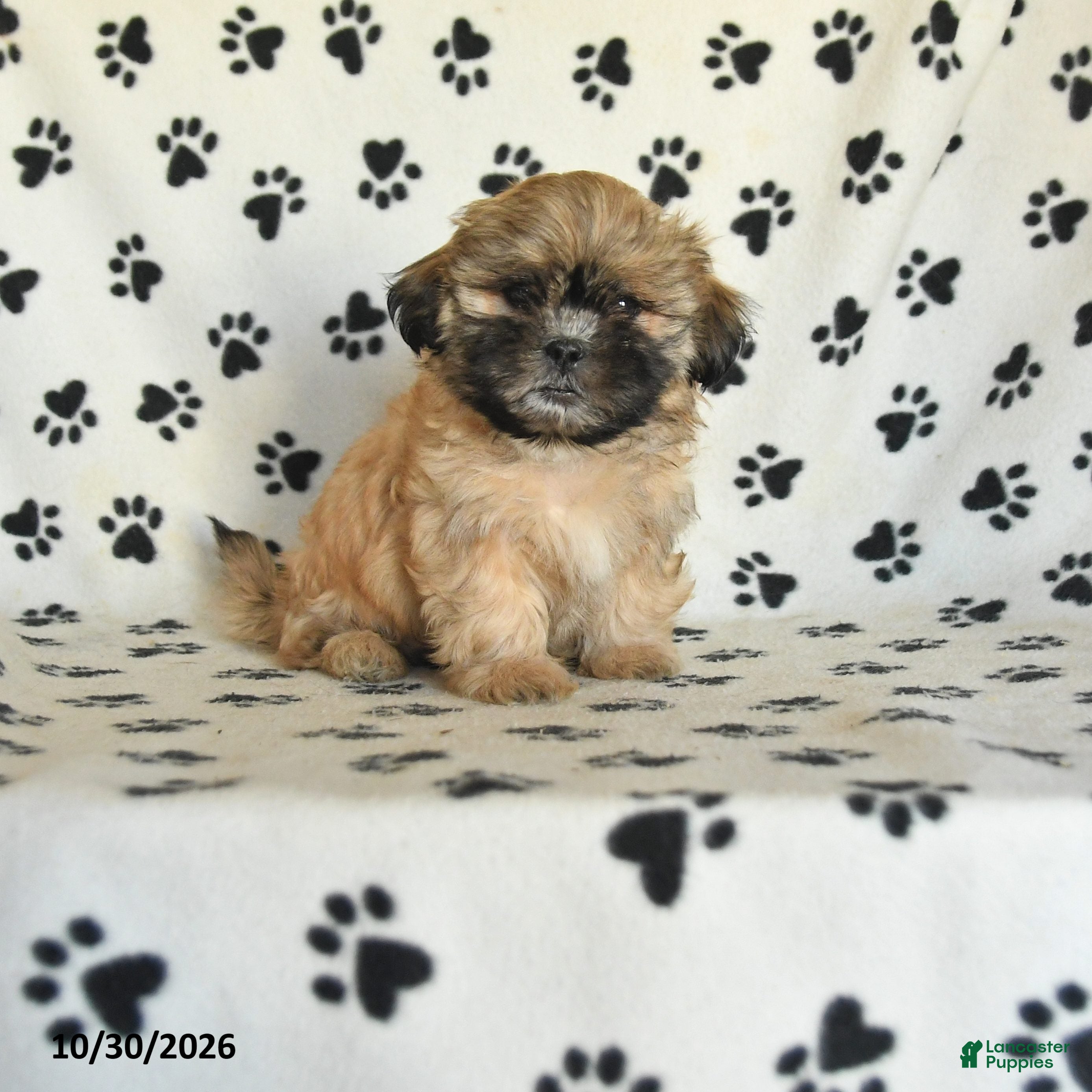 Shih Tzu dogs for sale: Pete - Ad 1