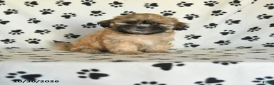 Pete