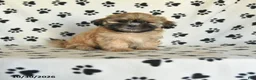 Shih Tzu dogs for sale: Pete - Ad 1