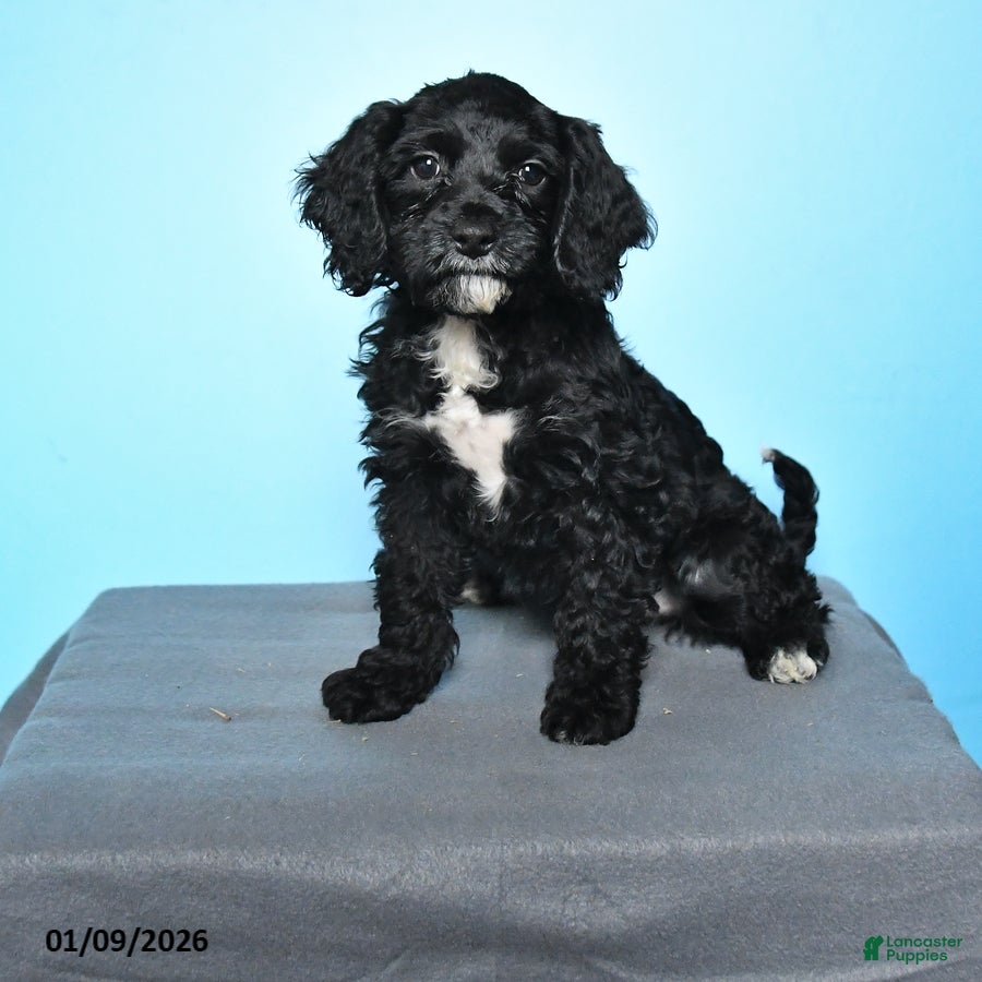 Cockapoo dogs Maggie - Ad 3