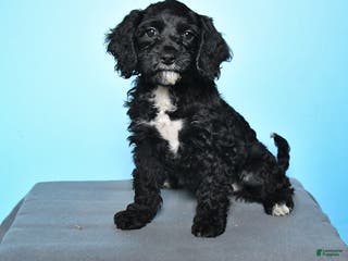 Cockapoo dogs Maggie - Ad 3