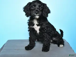 Cockapoo dogs Maggie - Ad 8