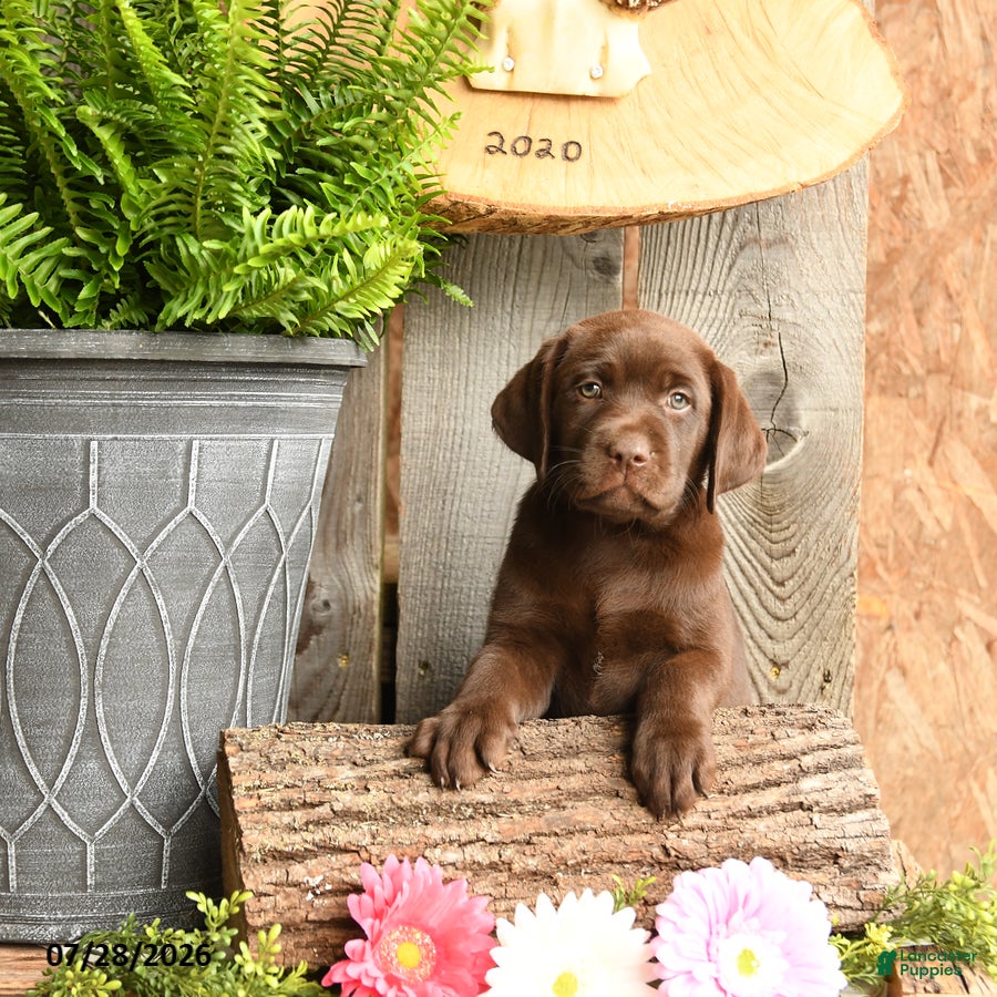 Labrador Retriever dogs Sadie - Ad 2