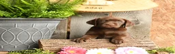 Labrador Retriever dogs for sale: Sadie - Ad 4
