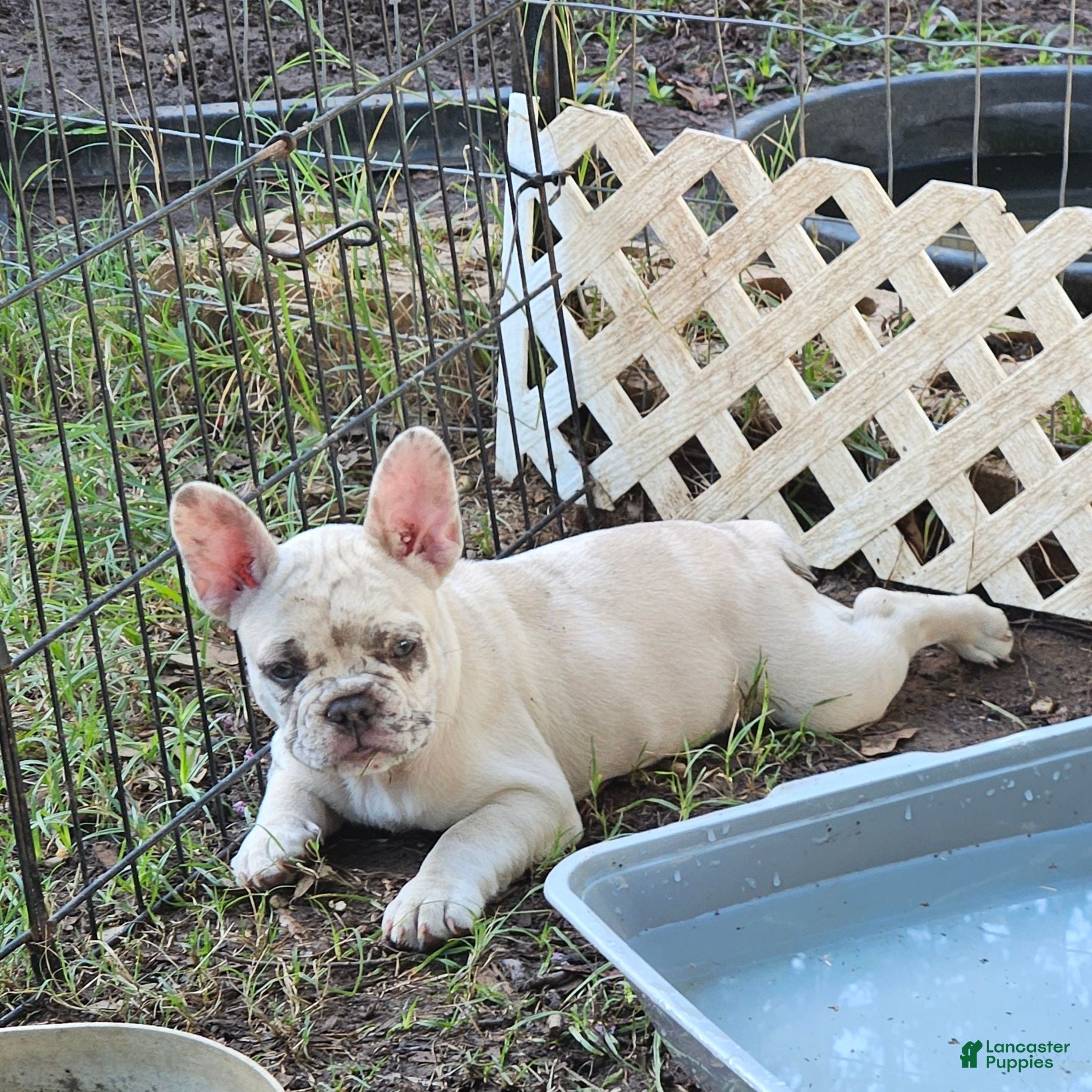 French Bulldog dogs French Bulldog 4 - Ad 32