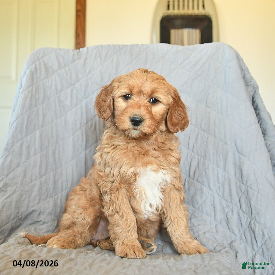Mini Goldendoodle dogs Koko  - Ad 1