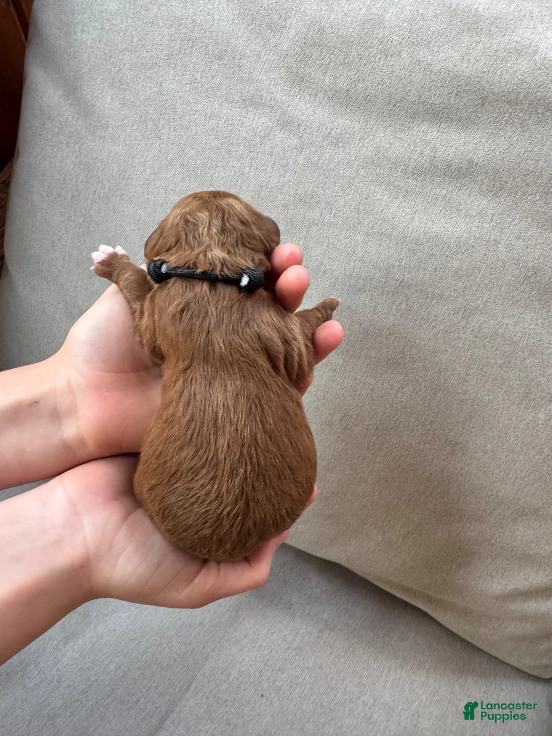 Mixed Breed dogs for sale: Goldendoodle Puppy 2 - Ad 2