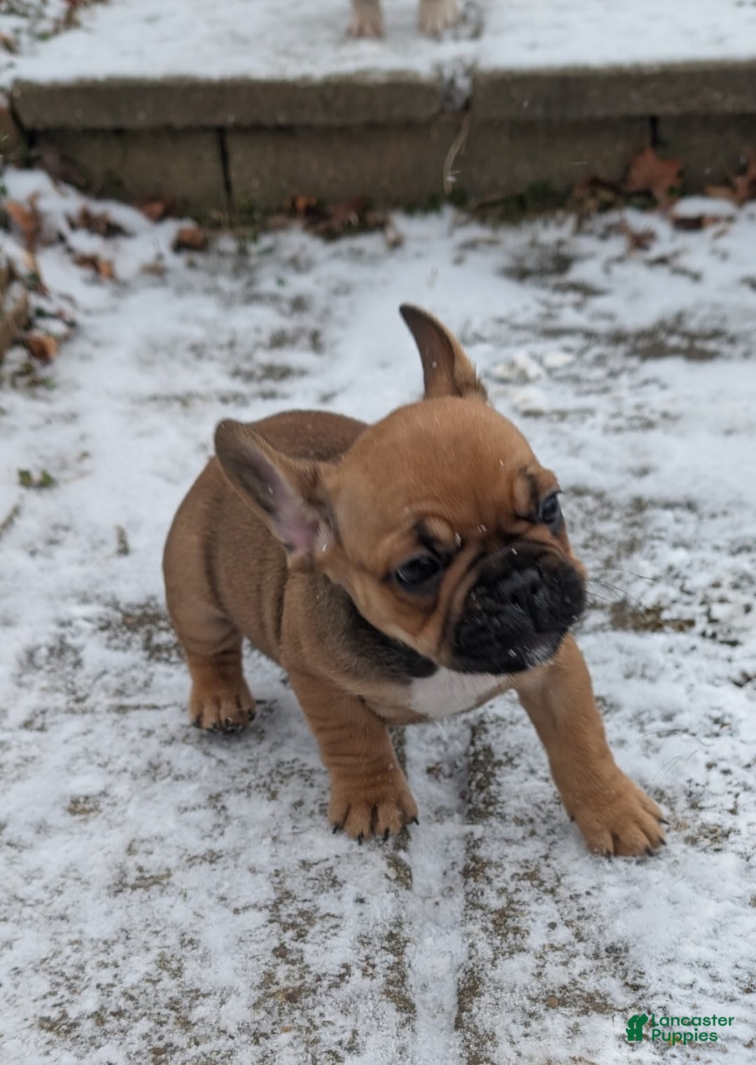 French Bulldog dogs for sale: Chocolate Obsession - Ad 4