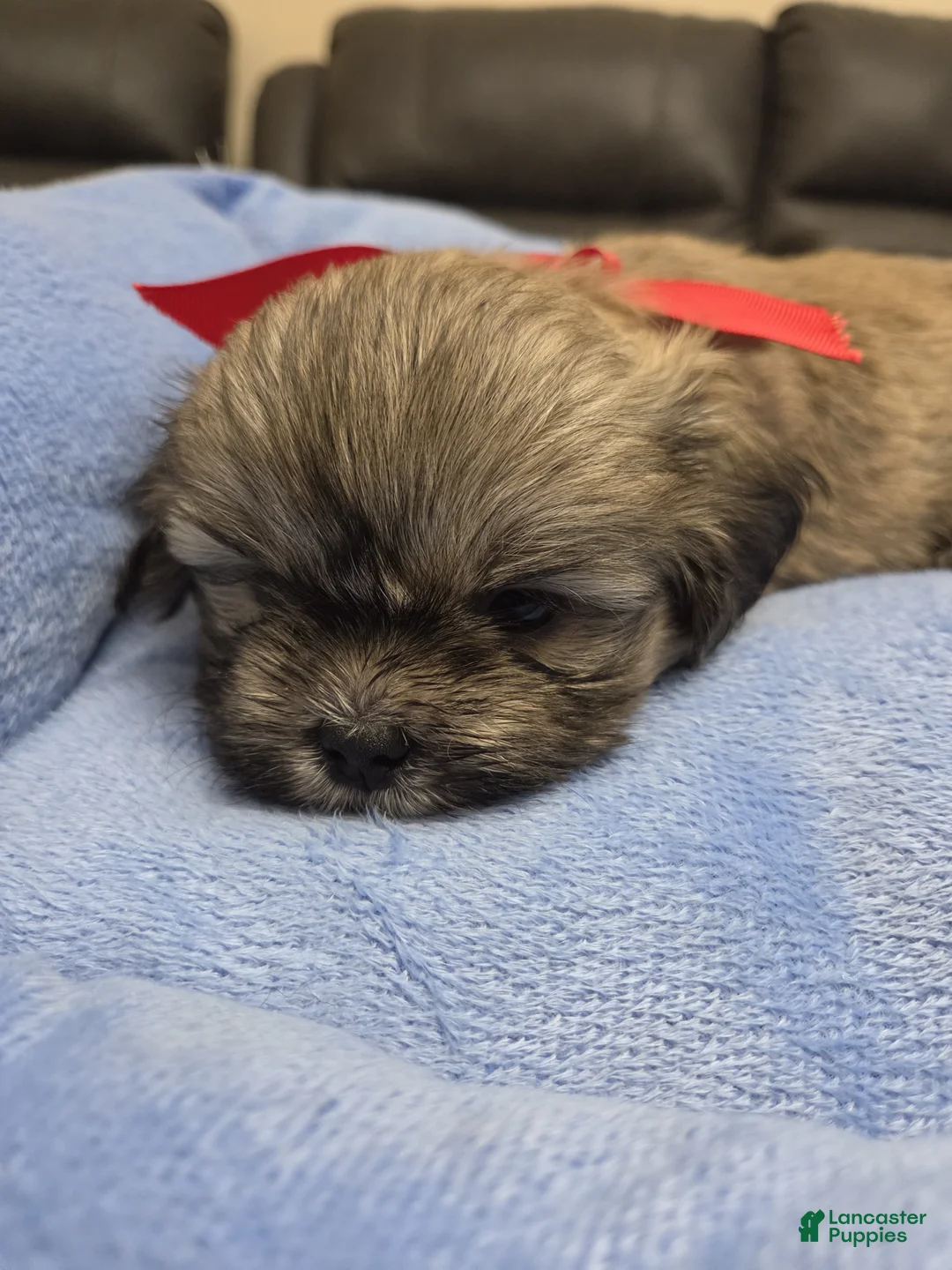 Shih Tzu dogs for sale: Shih Tzu 1 - Ad 2