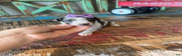 Miniature Poodle dogs for sale: Akc Clear 🧬 tested Blue Merle Phantom Parti Girl - Ad 3