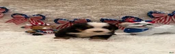 Bernese Mountain Dog dogs for sale: John - Ad 15